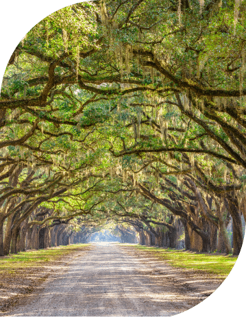 Canopy of trees with a path in the middle